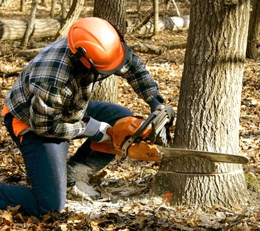 Tree Removal in New Paris, IN